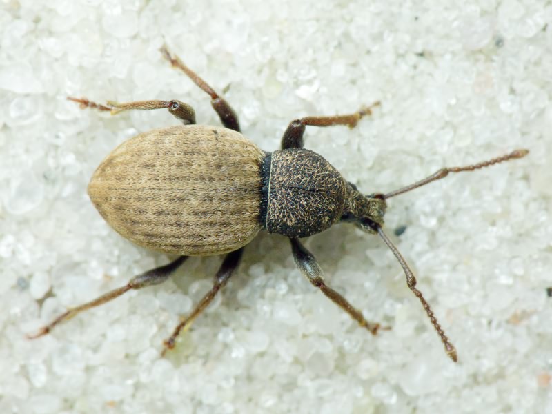 Otiorhynchus raucus (Fabricius, 1777)